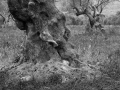 Amari_Olivenbaeume_130