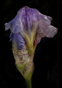 iris-i_large_image